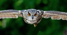 Owl flying