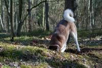 Dog digging. West Financial.