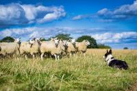 Corgi herding sheep. West Financial Services. 