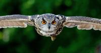 Owl flying