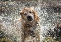 Golden retriever dog shaking off water. West Financial Services, Inc.