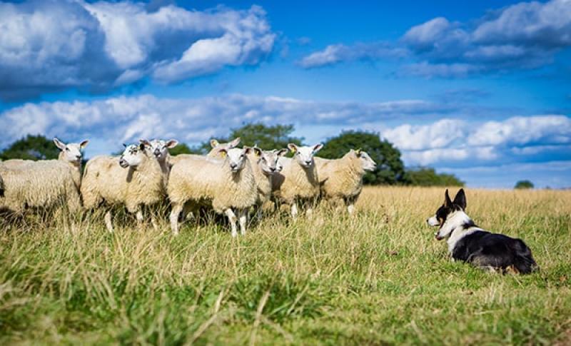 Corgi herding sheep. West Financial Services. 