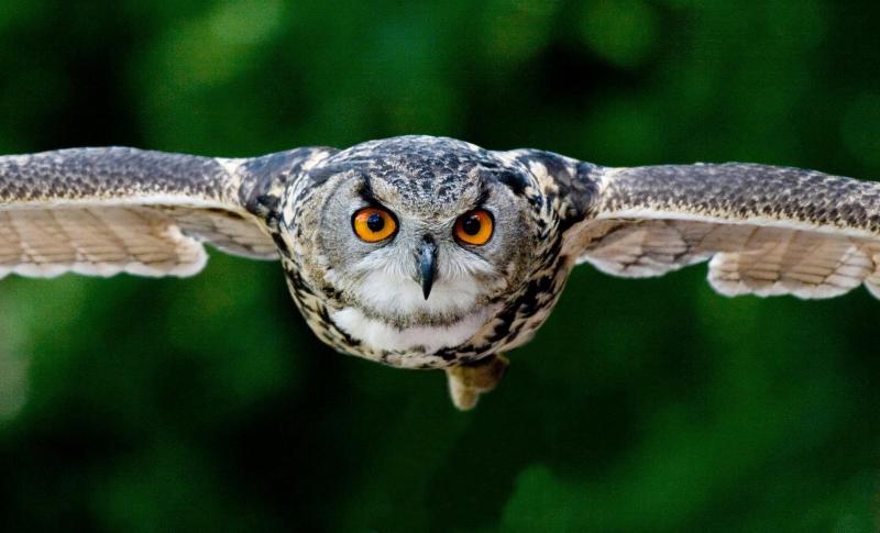 Owl flying