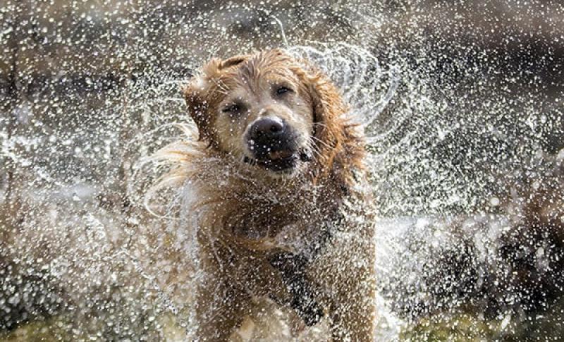 Golden retriever dog shaking off water. West Financial Services, Inc.