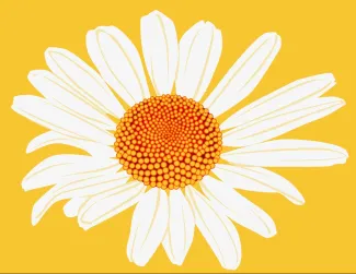 Illustration of a white daisy flower with an orange and yellow center on a bright yellow background.