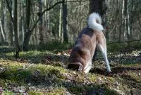 Dog with its head buried in the ground while digging in a forested area.